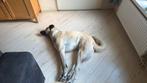 Goed  tehuis gezocht voor miya een kangal anatolische herder, Rabiës (hondsdolheid), 1 tot 2 jaar, Teef, Eén hond