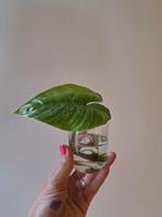 Philodendron mamei, Huis en Inrichting, Kamerplanten, Ophalen of Verzenden, Overige soorten, Minder dan 100 cm