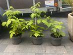 Framboos, Tuin en Terras, Ophalen, Minder dan 100 cm, Overige soorten, Zomer