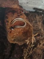 Spirobolellus sp maui miljoenpoot millipedes, Dieren en Toebehoren, Amfibie