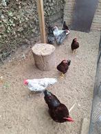 Te koop prachtige Australorp kriel haan splash., Dieren en Toebehoren, Pluimvee, Mannelijk, Kip