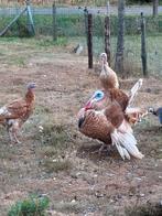 Kalkoen, Dieren en Toebehoren, Pluimvee, Meerdere dieren, Kalkoen