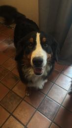 Dekreu, Dieren en Toebehoren, Reu, 1 tot 2 jaar, Eén hond, Nederland