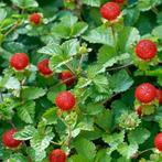 Schijnaardbei - bodembedekker, Tuin en Terras, Planten | Tuinplanten, Ophalen, Bodembedekkers, Vaste plant, Halfschaduw