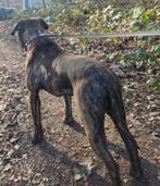Presa canario reu fci, België, Particulier, Rabiës (hondsdolheid), 1 tot 2 jaar