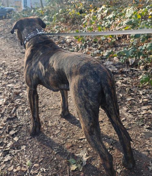 Presa canario reu fci, Dieren en Toebehoren, Honden | Bulldogs, Pinschers en Molossers, Reu, Overige rassen, Particulier, Eén hond