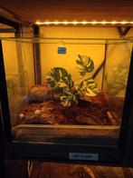 Verschillende vrouwtjes vogelspinnen te koop met terra, Dieren en Toebehoren, Insecten en Spinnen