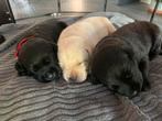 Labrador puppy's met Stamboom, Dieren en Toebehoren, Honden | Retrievers, Spaniëls en Waterhonden, CDV (hondenziekte), 8 tot 15 weken