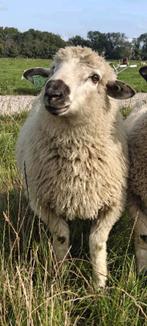 Walliser Schwarsenase kruising ram, Dieren en Toebehoren, Schapen, Geiten en Varkens, Mannelijk, Schaap, 0 tot 2 jaar