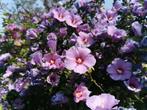 Hibiscus, Tuin en Terras, Planten | Tuinplanten, Overige soorten, Volle zon, Vaste plant, Ophalen of Verzenden
