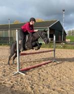 Welsh x Fell pony, Dieren en Toebehoren, Pony's, B, C pony (1.27m tot 1.37m), 7 tot 10 jaar, Recreatiepony