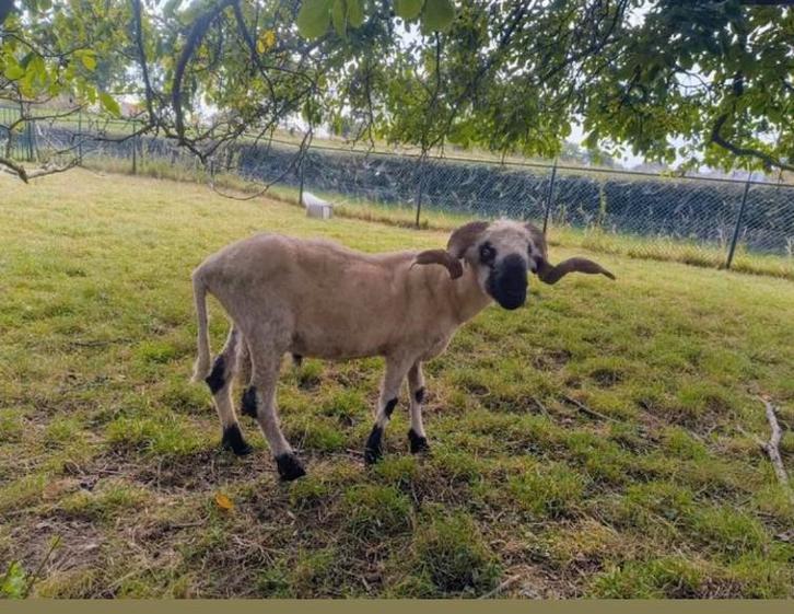Wallissers schwarznase dekram, Dieren en Toebehoren, Schapen, Geiten en Varkens, Schaap, Mannelijk
