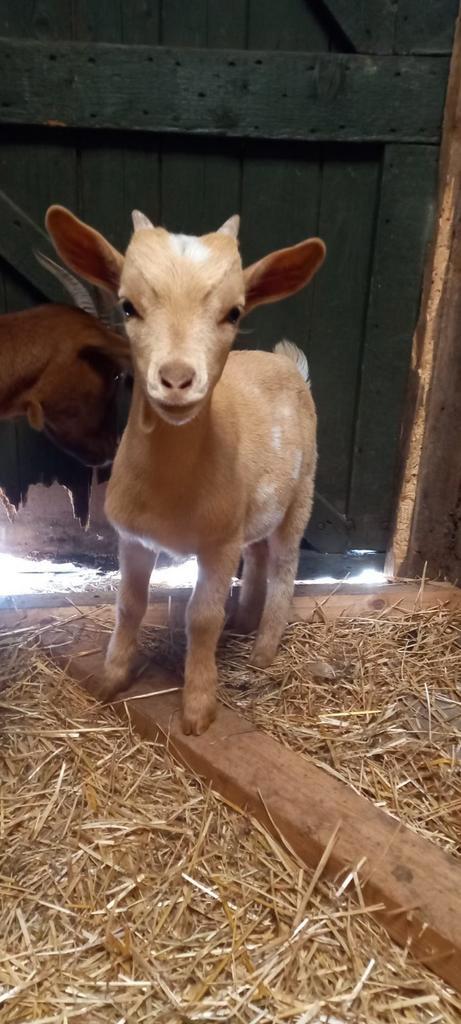 Mooi camel kleurige bok van 3 jaar, Dieren en Toebehoren, Schapen, Geiten en Varkens, Geit, Mannelijk