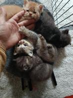 Britse korthaar kittens, Dieren en Toebehoren, Meerdere dieren, Ontwormd, 0 tot 2 jaar