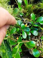 Pachycentria glauca mierenplant Zuid-Oost-Azië kleine epifyt, Ophalen of Verzenden, Overige soorten, Minder dan 100 cm