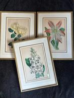1892 J Andrews lithografie Bloemen 1 koop, Ophalen of Verzenden