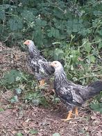 Twentse Grijze jonge haantjes. Gratis, Dieren en Toebehoren, Mannelijk, Kip