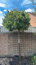 Franse laurier boompjes, Bolboom, Halfschaduw, Ophalen of Verzenden, 250 tot 400 cm
