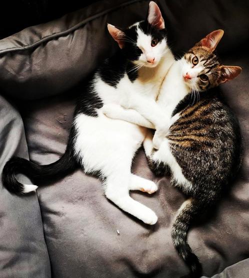 broer&zus zoeken een liefdevol huis (volledig geënt), Dieren en Toebehoren, Katten en Kittens | Overige Katten