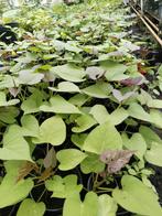 Surinaamse Zoete patat planten 2,50 per plant., Volle zon, Groenteplanten, Eenjarig, Ophalen of Verzenden