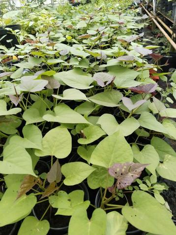 Surinaamse Zoete patat planten 2,50 per plant.  beschikbaar voor biedingen