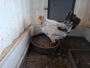 2 krielhanen te koop beschikbaar voor biedingen
