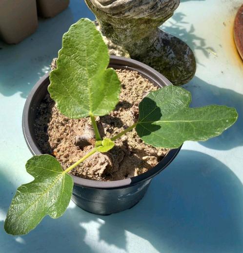 Vijg 🍀, Tuin en Terras, Planten | Tuinplanten, Overige soorten, Volle zon, Zomer, Ophalen