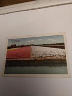 SASSENHEIM. HYACINTEN VELDEN, Ophalen of Verzenden, Voor 1920, Zuid-Holland