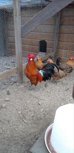 Groninger Meeuw KRIEL 4 goudpel hennen, Vrouwelijk, Kip