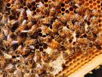 Buckfast F1 bijenvolk, Dieren en Toebehoren, Insecten en Spinnen, Bijen