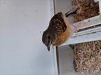 Schamalijsters 2025, Dieren en Toebehoren, Vogels | Overige Vogels, Meerdere dieren, Tropenvogel, Geringd