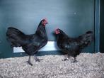 Australorp kriel | Kriel kippen | Passend advies!, Dieren en Toebehoren, Pluimvee, Meerdere dieren, Kip