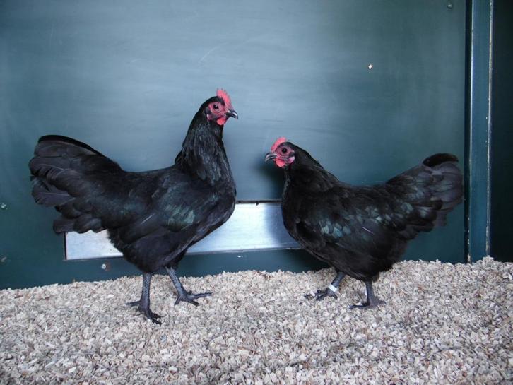 Australorp kriel | Kriel kippen | Passend advies!, Dieren en Toebehoren, Pluimvee, Kip, Meerdere dieren