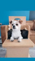 Bailey Chair, stoel Slokdarmverlamming, Megaoesophagus,, Ophalen, Nieuw