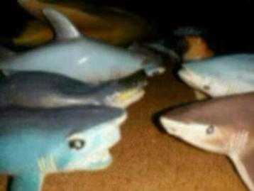 Vissen voor decoratie beschikbaar voor biedingen