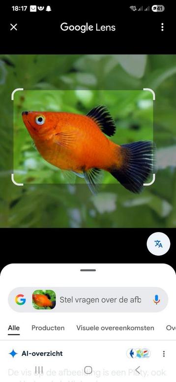 Platys gevraagd  beschikbaar voor biedingen