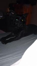 Dek reu, Dieren en Toebehoren, Honden | Dekreuen, 6 jaar of ouder, Reu, Eén hond, Nederland