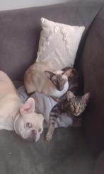 Kittens zoeken butler, Meerdere dieren, Ontwormd