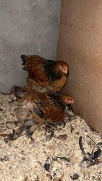 2 buff zwart hanen brahma, Dieren en Toebehoren, Mannelijk, Kip