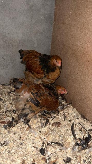 2 buff zwart hanen brahma beschikbaar voor biedingen
