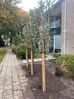 Groenblijvende leibomen in div maten, Tuin en Terras, Planten | Bomen, In pot, 250 tot 400 cm, Leiboom, Ophalen of Verzenden