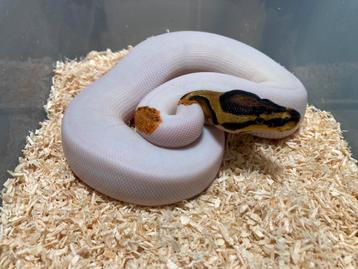 0.1 OD YB Pied ball python regius te koop beschikbaar voor biedingen