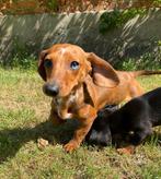 Te koop super mooie sociale kortharig dwergteckel pups puppy, Nederland, CDV (hondenziekte), 8 tot 15 weken, Korthaar