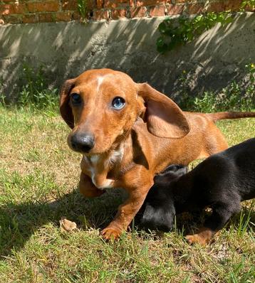 Te koop super mooie sociale kortharig dwergteckel pups puppy beschikbaar voor biedingen