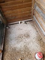 2 chinese kwartels, Dieren en Toebehoren, Pluimvee, Meerdere dieren, Overige soorten