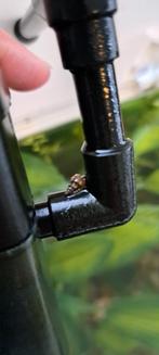Gratis slakjes, Dieren en Toebehoren, Vissen | Aquariumvissen, Slak of Weekdier