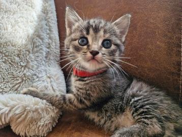 Prachtige kittens kruising  beschikbaar voor biedingen