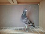 Te koop marathon duivin, Dieren en Toebehoren, Vogels | Duiven, Vrouwelijk, Postduif