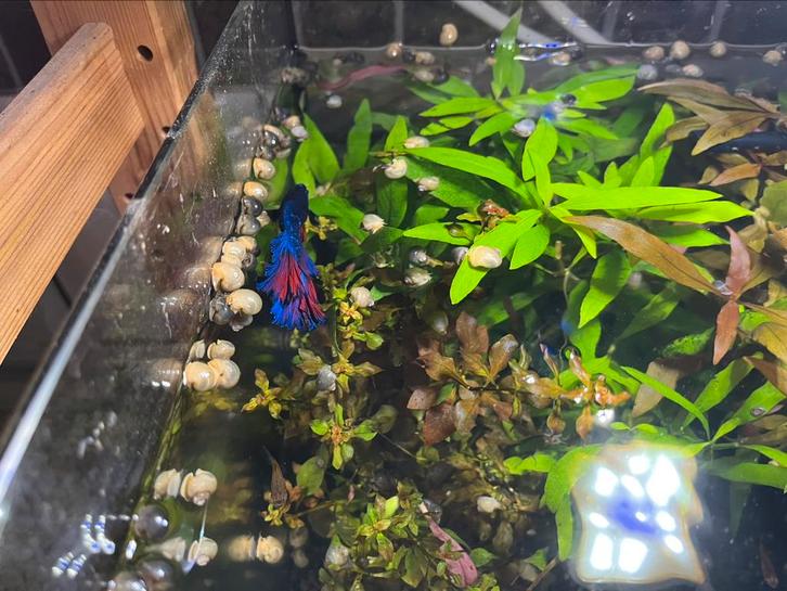 Jonge appelslakken wit en blauw., Dieren en Toebehoren, Vissen | Aquariumvissen, Zoetwatervis, Slak of Weekdier