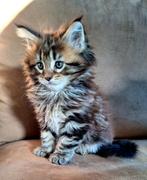 Prachtig Maine Coon kitten met stamboom, Kater, Met stamboom, 0 tot 2 jaar
